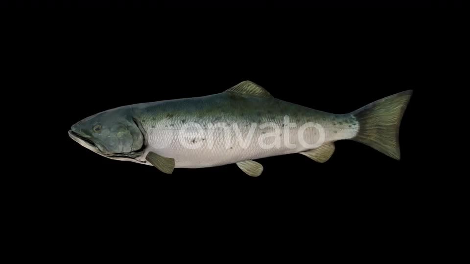 Salmon Fish Videohive 23452820 Motion Graphics Image 1