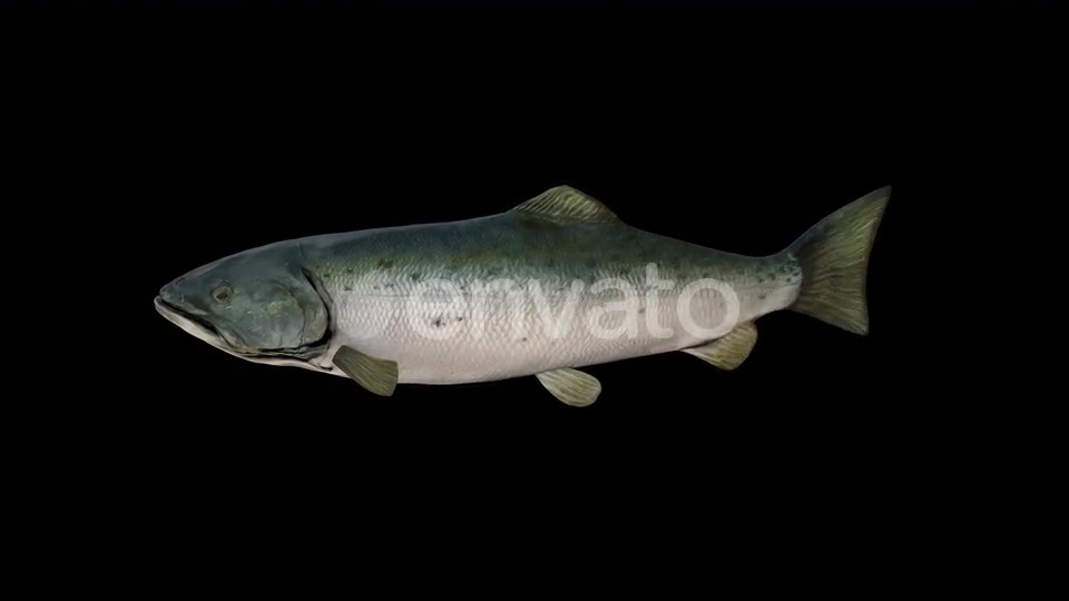 Salmon Fish Videohive 23452820 Motion Graphics Image 2