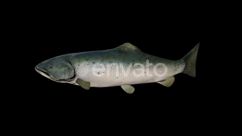 Salmon Fish Videohive 23452820 Motion Graphics Image 3