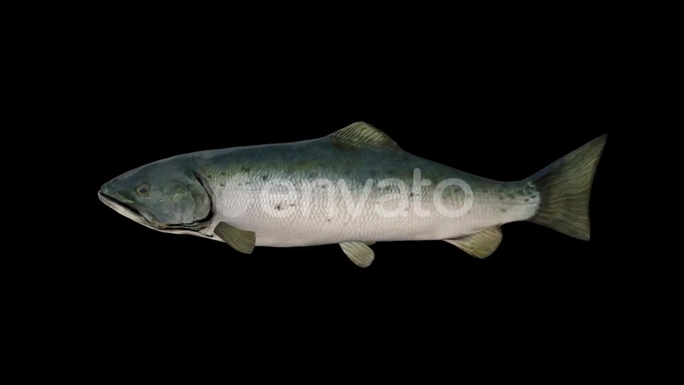 Salmon Fish Videohive 23452820 Motion Graphics Image 4
