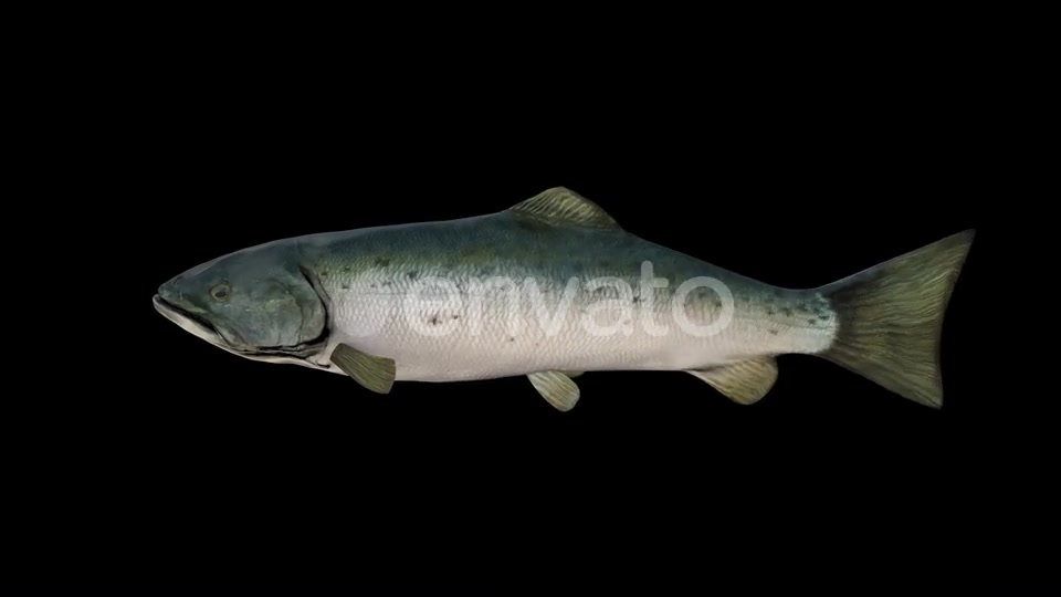 Salmon Fish Videohive 23452820 Motion Graphics Image 5