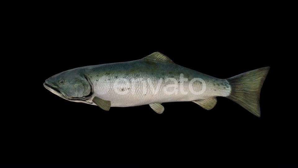 Salmon Fish Videohive 23452820 Motion Graphics Image 6