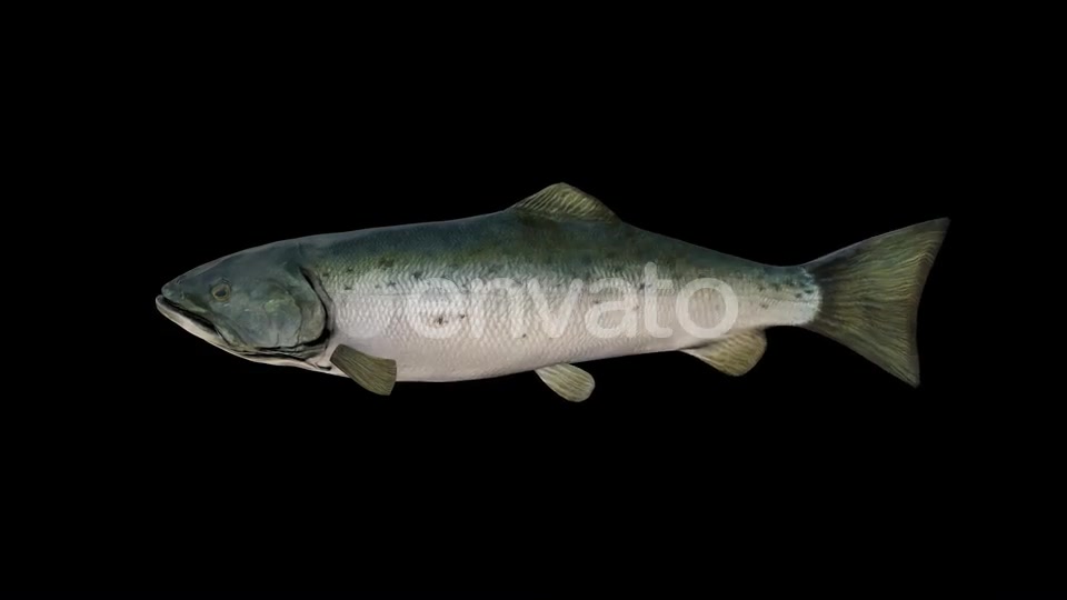 Salmon Fish Videohive 23452820 Motion Graphics Image 7