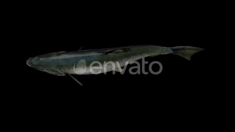 Salmon Fish Top View Videohive 23452828 Motion Graphics Image 1