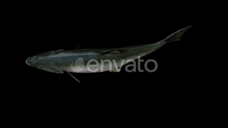 Salmon Fish Top View Direct Download Videohive 23452828 Motion