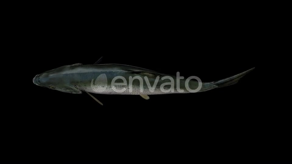 Salmon Fish Top View Videohive 23452828 Motion Graphics Image 4