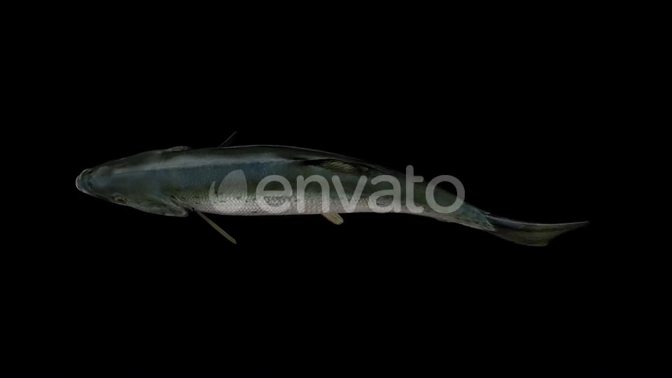 Salmon Fish Top View Videohive 23452828 Motion Graphics Image 5