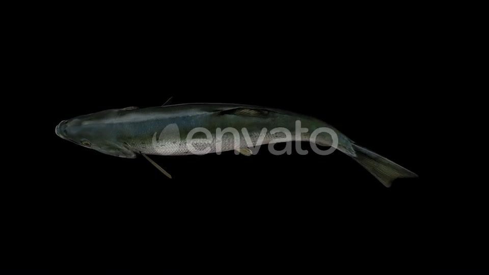 Salmon Fish Top View Videohive 23452828 Motion Graphics Image 6