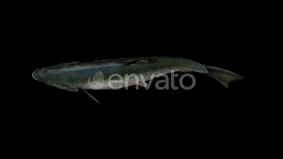 Salmon Fish Top View Videohive 23452828 Motion Graphics Image 7
