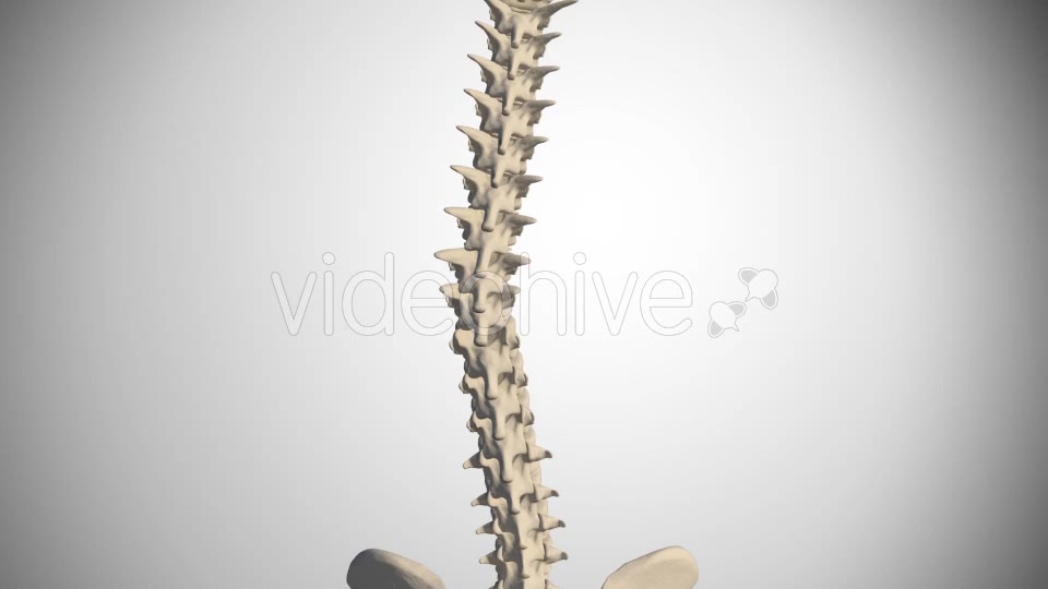 Scoliosis Of The Spine Videohive 14408192 Motion Graphics Image 5