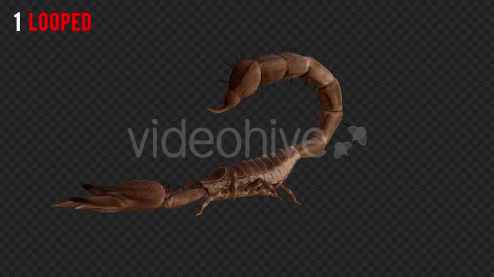 Scorpion 1 Realistic Pack 4 Videohive 21203319 Motion Graphics Image 1