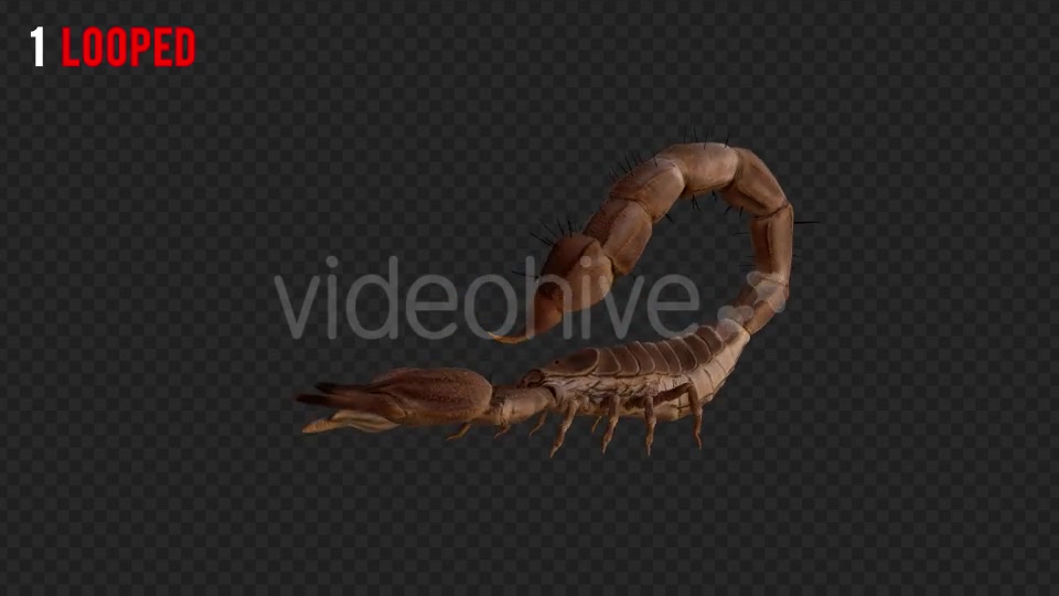 Scorpion 1 Realistic Pack 4 Videohive 21203319 Motion Graphics Image 2