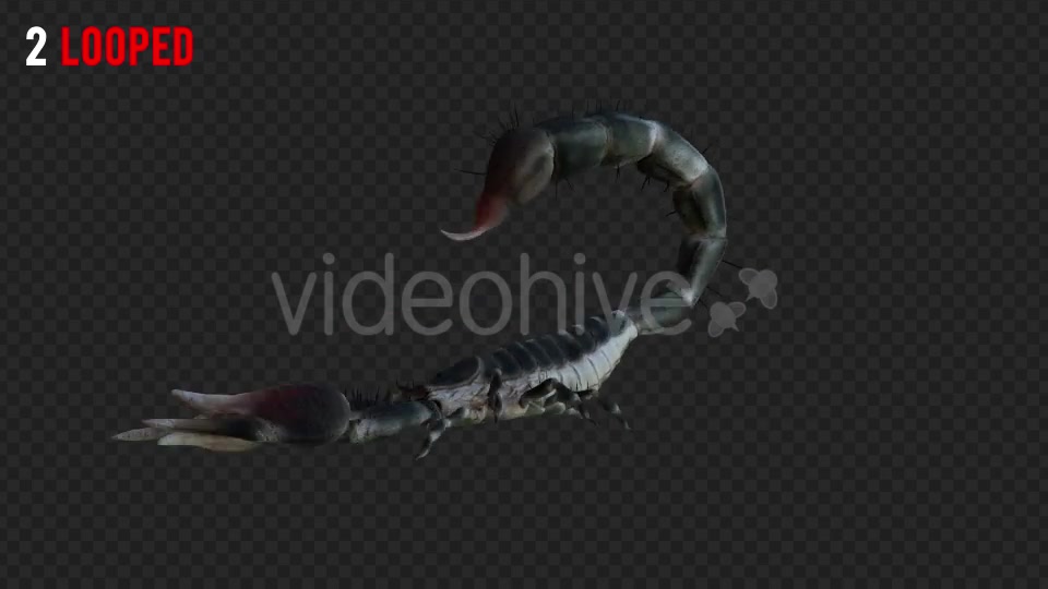 Scorpion 1 Realistic Pack 4 Videohive 21203319 Motion Graphics Image 3