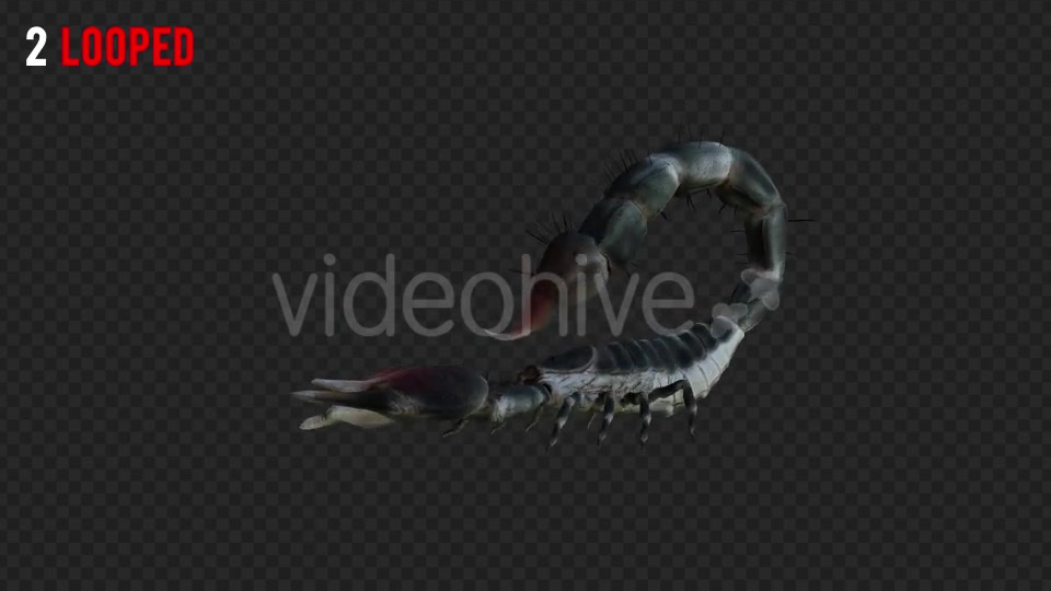 Scorpion 1 Realistic Pack 4 Videohive 21203319 Motion Graphics Image 4