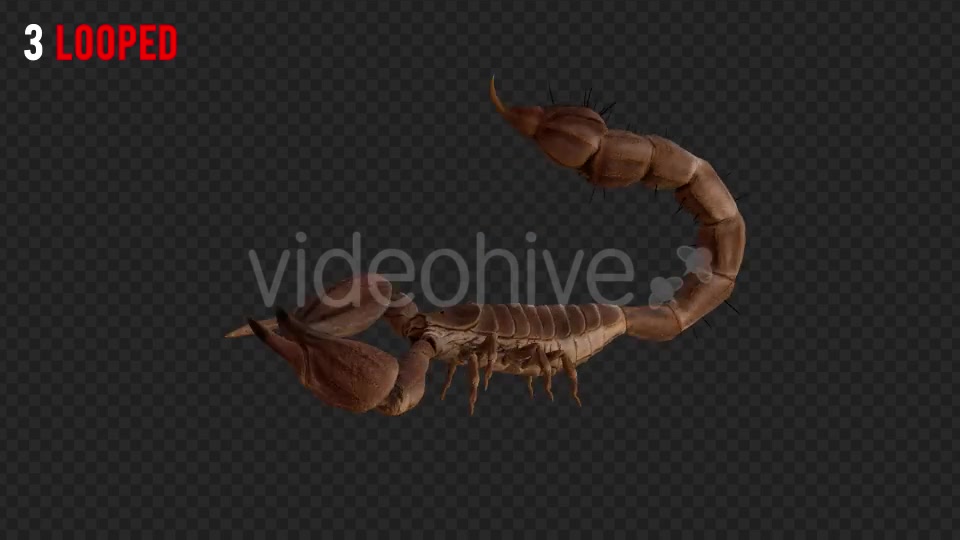 Scorpion 1 Realistic Pack 4 Videohive 21203319 Motion Graphics Image 5