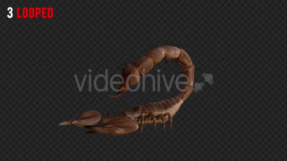 Scorpion 1 Realistic Pack 4 Videohive 21203319 Motion Graphics Image 6