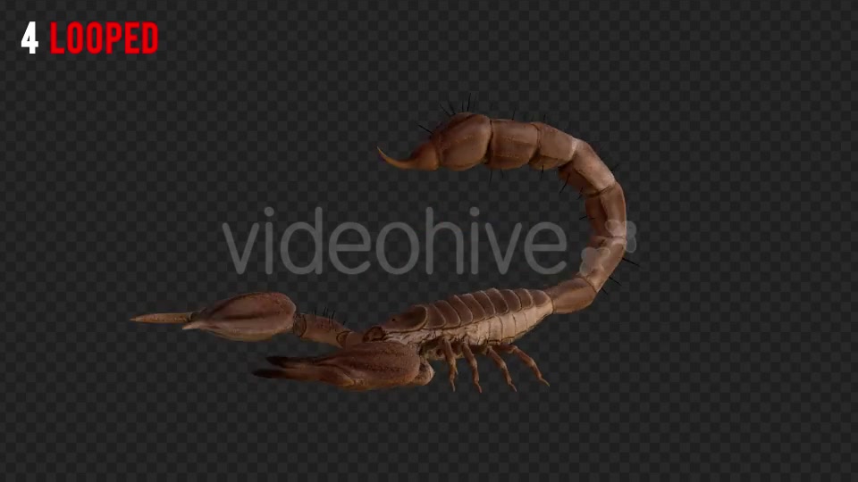 Scorpion 1 Realistic Pack 4 Videohive 21203319 Motion Graphics Image 7