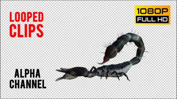 Scorpion 1 Realistic Pack 4 - 21203319 Download Videohive