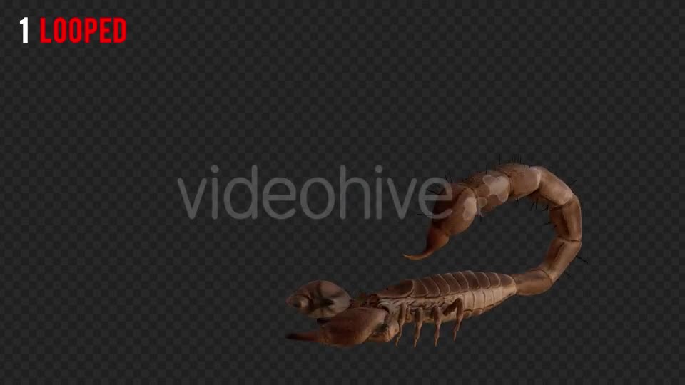 Scorpion 2 Realistic Pack 6 Videohive 21203375 Motion Graphics Image 1