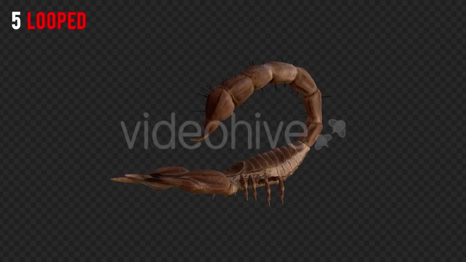 Scorpion 2 Realistic Pack 6 Videohive 21203375 Motion Graphics Image 10
