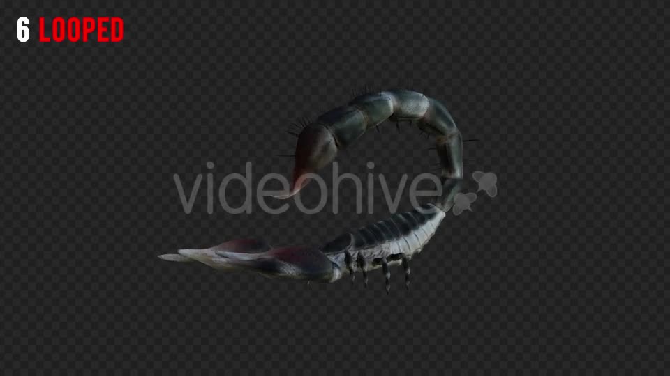 Scorpion 2 Realistic Pack 6 Videohive 21203375 Motion Graphics Image 11