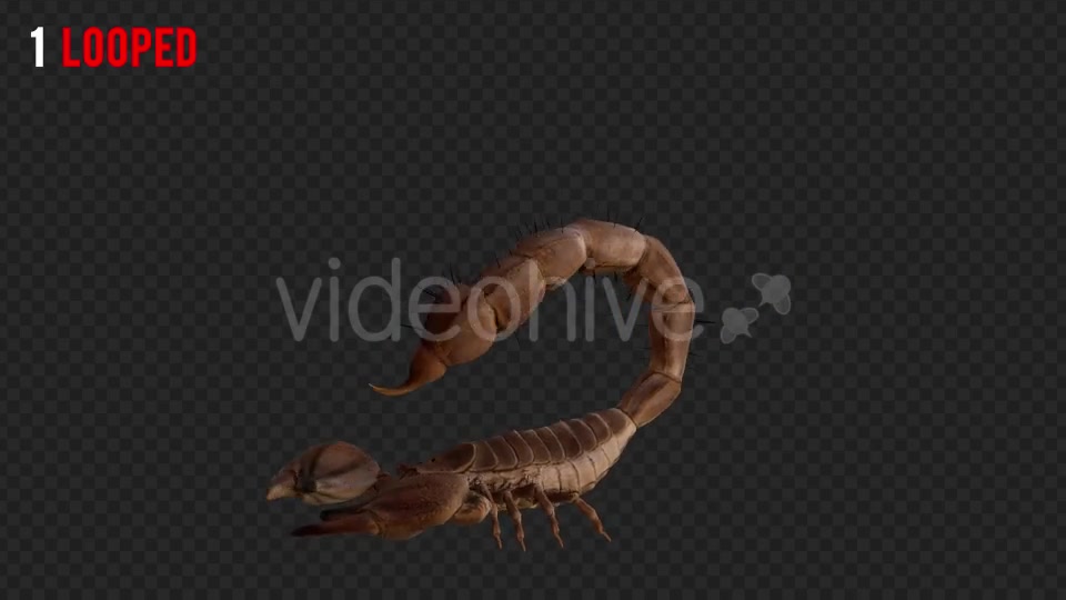 Scorpion 2 Realistic Pack 6 Videohive 21203375 Motion Graphics Image 2