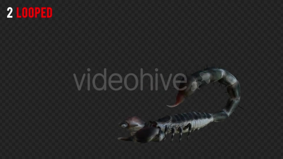 Scorpion 2 Realistic Pack 6 Videohive 21203375 Motion Graphics Image 3