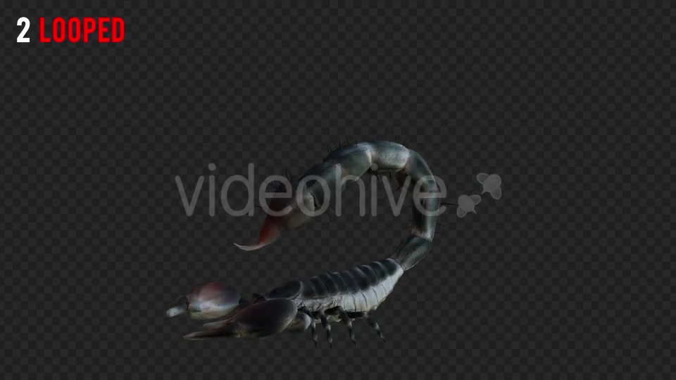 Scorpion 2 Realistic Pack 6 Videohive 21203375 Motion Graphics Image 4