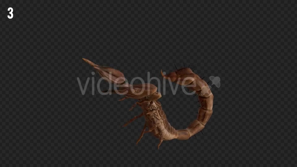 Scorpion 2 Realistic Pack 6 Videohive 21203375 Motion Graphics Image 5