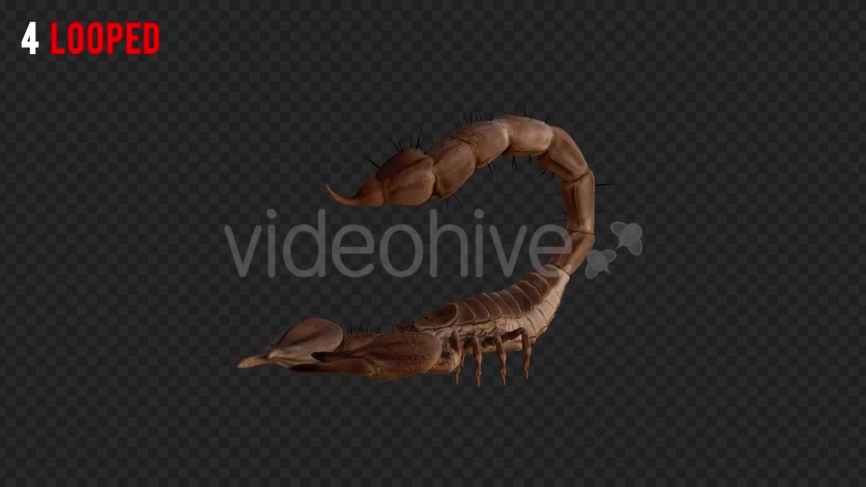 Scorpion 2 Realistic Pack 6 Videohive 21203375 Motion Graphics Image 7