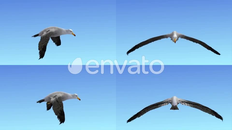 Seagull Flight Loop Videohive 22651388 Motion Graphics Image 1