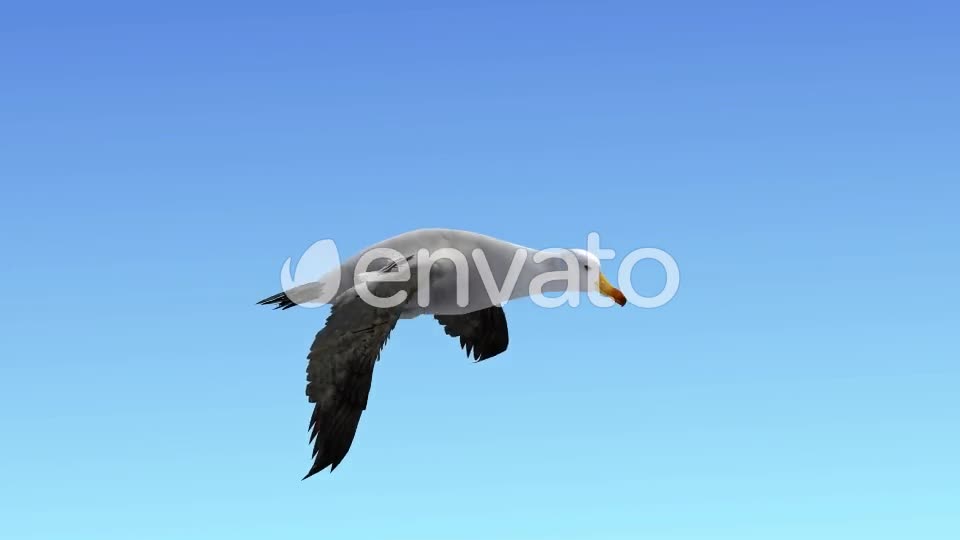 Seagull Flight Loop Videohive 22651388 Motion Graphics Image 2