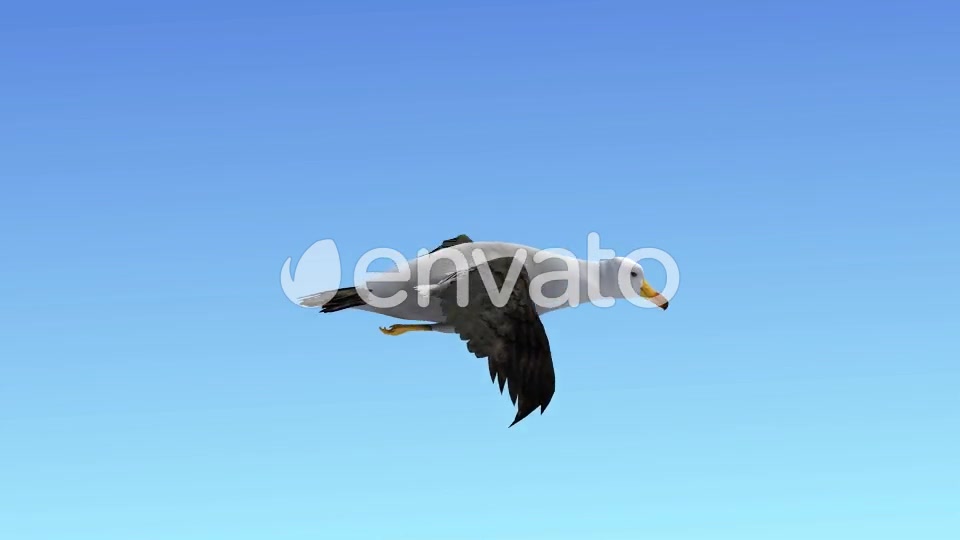 Seagull Flight Loop Videohive 22651388 Motion Graphics Image 3