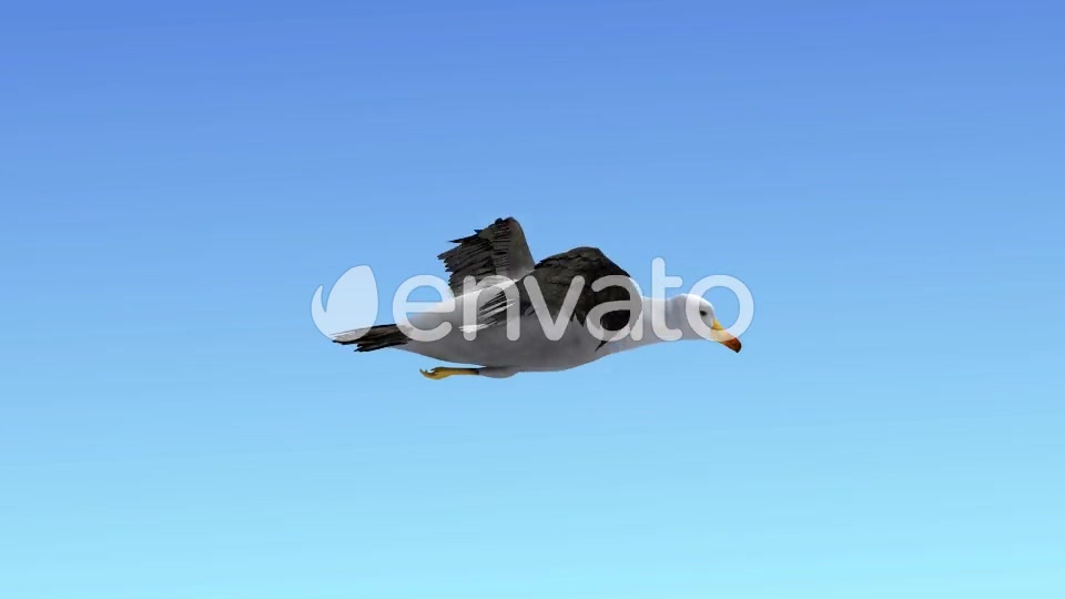 Seagull Flight Loop Videohive 22651388 Motion Graphics Image 4