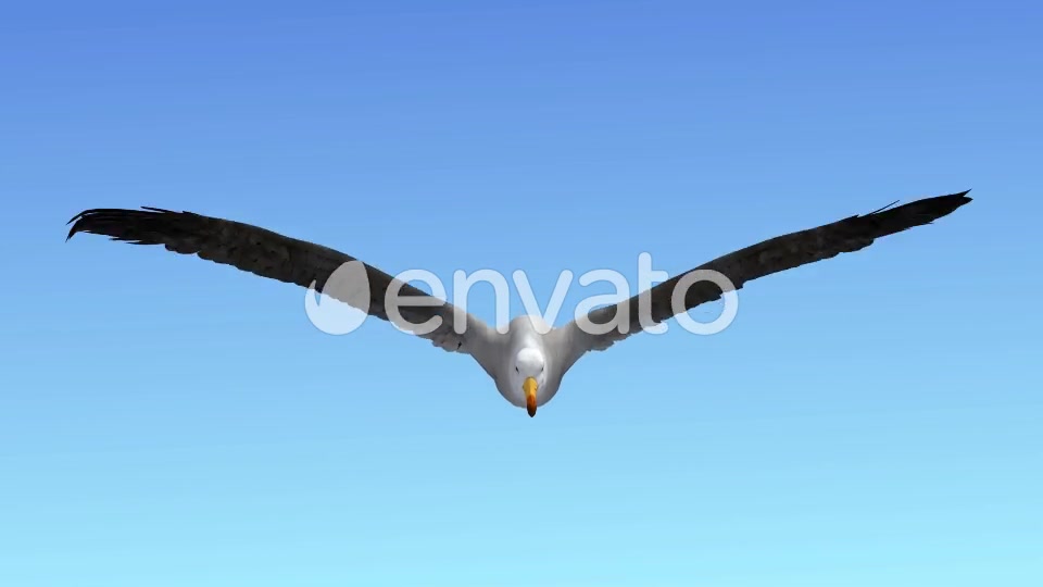 Seagull Flight Loop Videohive 22651388 Motion Graphics Image 5