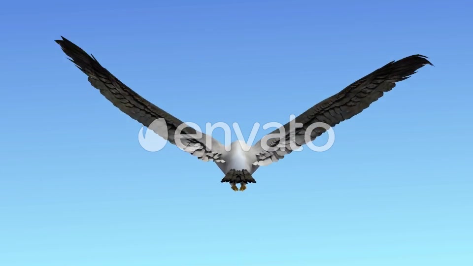 Seagull Flight Loop Videohive 22651388 Motion Graphics Image 6
