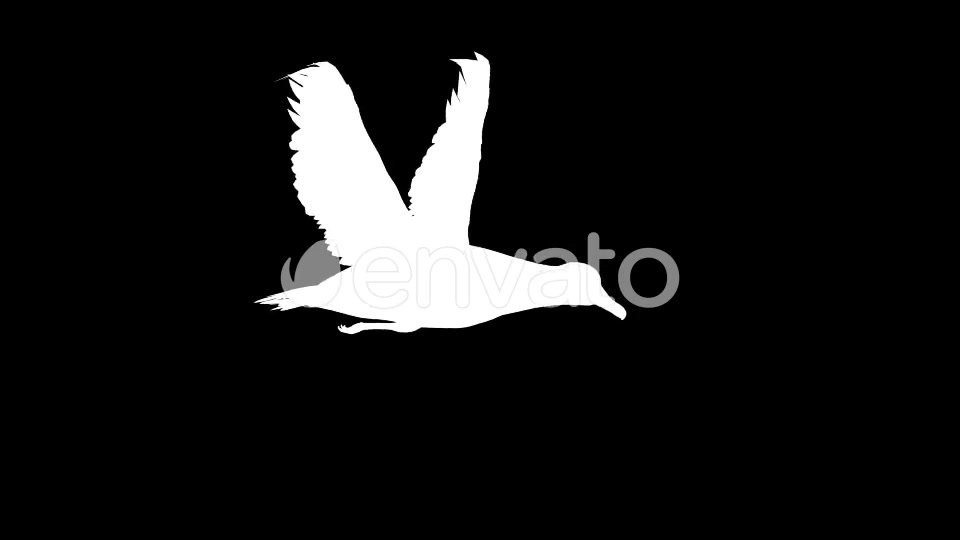 Seagull Flight Loop Videohive 22651388 Motion Graphics Image 7