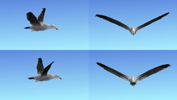 Seagull Flight Loop - Videohive Download 22651388