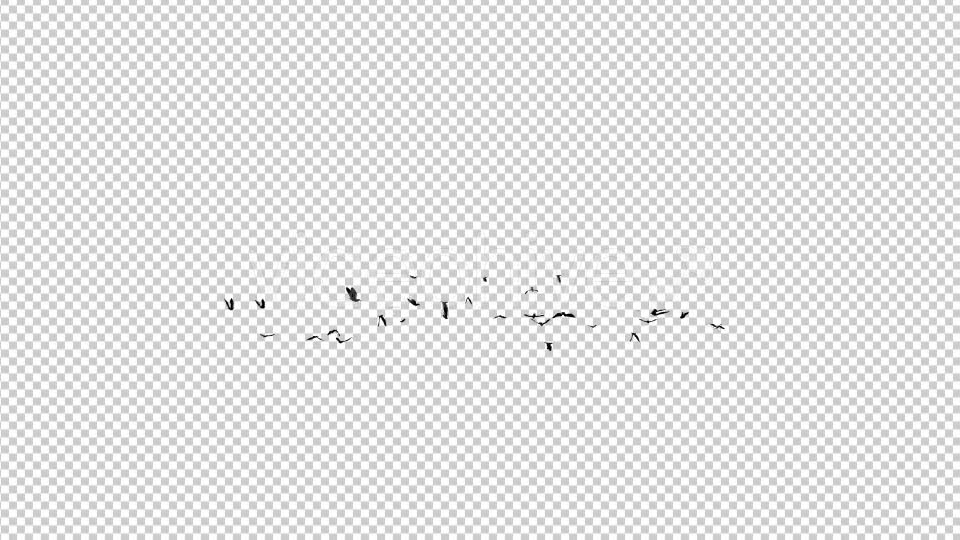 Seagulls Silhouette Videohive 19423378 Motion Graphics Image 1