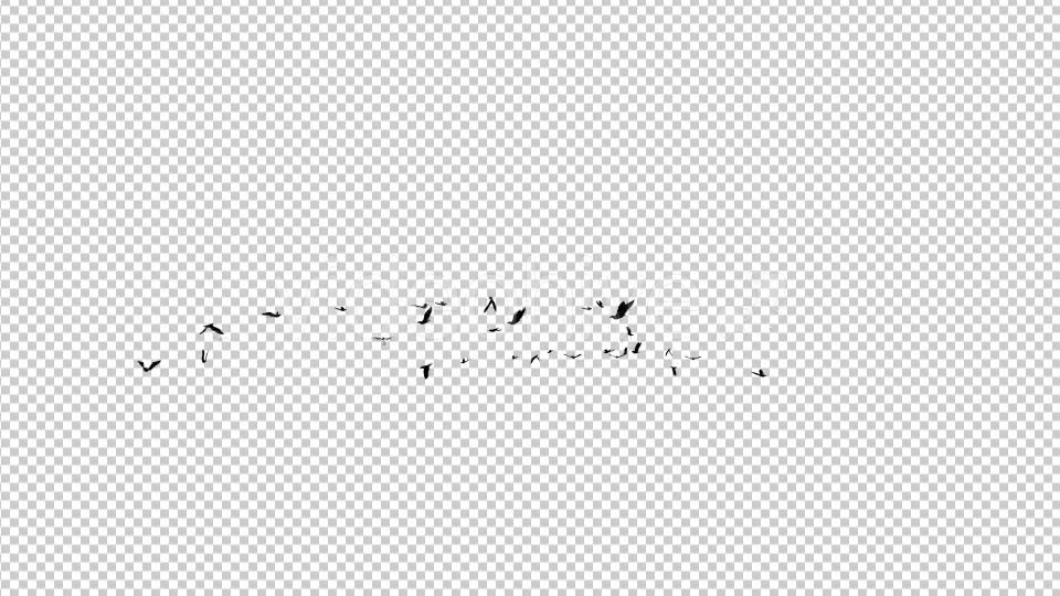 Seagulls Silhouette Videohive 19423378 Motion Graphics Image 6