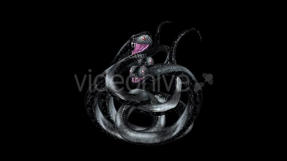 Serpent Tangle Three Black Snakes Videohive 12244348 Motion Graphics Image 1