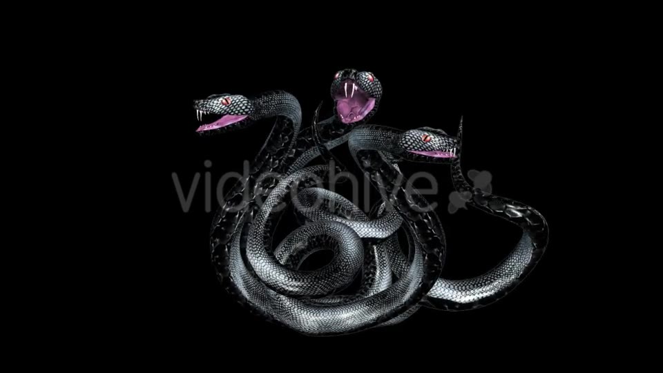 Serpent Tangle Three Black Snakes Videohive 12244348 Motion Graphics Image 2