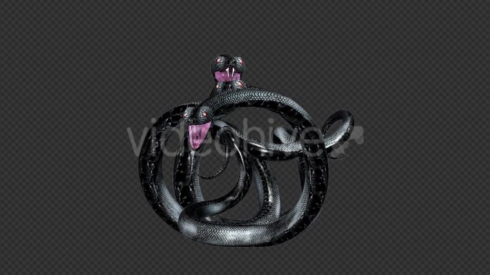 Serpent Tangle Three Black Snakes Videohive 12244348 Motion Graphics Image 3