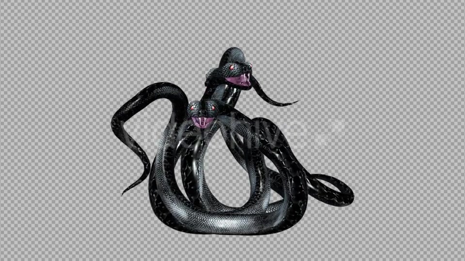 Serpent Tangle Three Black Snakes Videohive 12244348 Motion Graphics Image 4