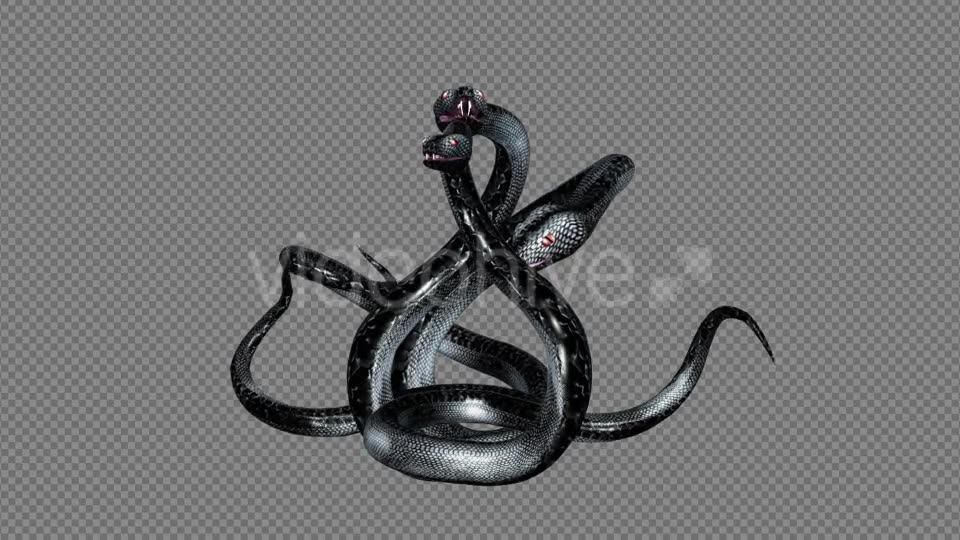 Serpent Tangle Three Black Snakes Videohive 12244348 Motion Graphics Image 7