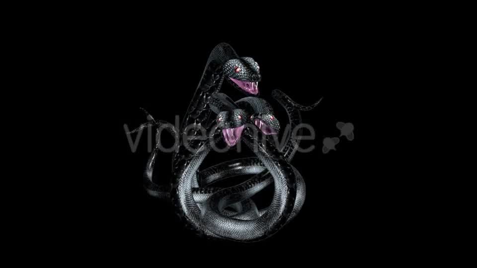 Serpent Tangle Three Black Snakes Videohive 12244348 Motion Graphics Image 8