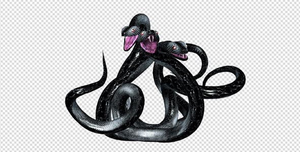 Serpent Tangle Three Black Snakes - Download Videohive 12244348