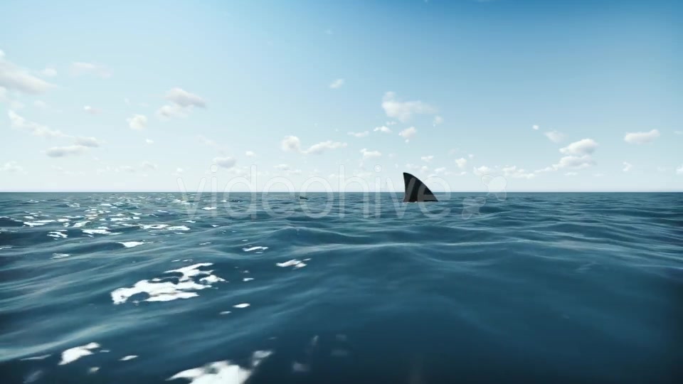 Shark and Ocean Videohive 20004782 Motion Graphics Image 3
