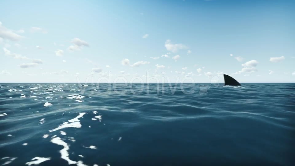 Shark and Ocean Videohive 20004782 Motion Graphics Image 4