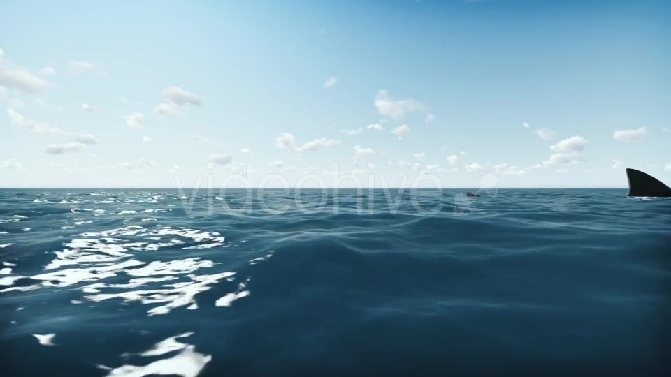 Shark and Ocean Videohive 20004782 Motion Graphics Image 5